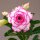 Adenium obesum Silk Ribbon gepfr.