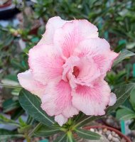 Adenium obesum Mumbai Topaz gepfr.