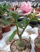 Adenium obesum Mumbai Topaz gepfr.
