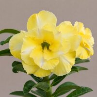 Adenium obesum Alonza gepfr.