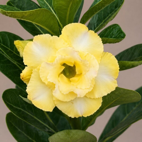 Adenium obesum Vellora gepfr.