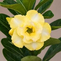 Adenium obesum Vellora gepfr.