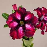 Adenium obesum Comet gepfr.