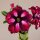 Adenium obesum Comet gepfr.
