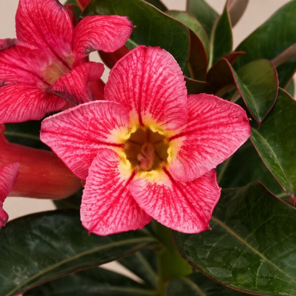 Adenium obesum Vena gepfr.