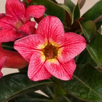 Adenium obesum Vena gepfr.