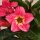 Adenium obesum Vena gepfr.
