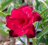 Adenium obesum Mumbai Dragon gepfr.