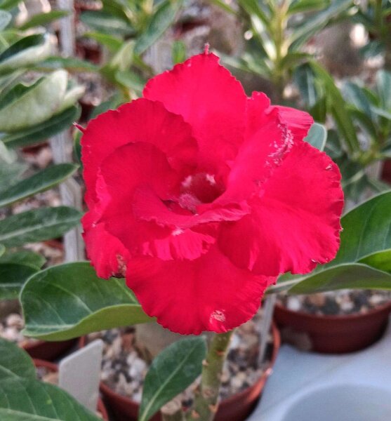 Adenium obesum Mumbai Passion gepfr.