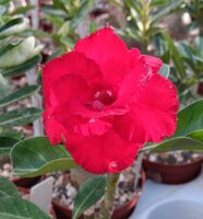 Adenium obesum Mumbai Passion gepfr.