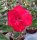 Adenium obesum Mumbai Passion gepfr.