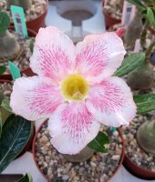Adenium obesum Pink Zing gepfr.