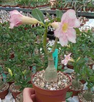 Adenium obesum Pink Zing gepfr.