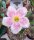 Adenium obesum Pink Zing gepfr.