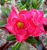 Adenium obesum Crimson Crown gepfr.