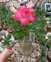 Adenium obesum Crimson Crown gepfr.