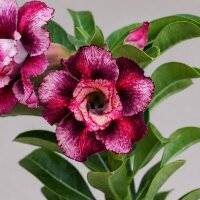 Adenium obesum Sirika gepfr.