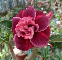 Adenium obesum Sirika gepfr.