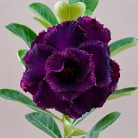 Adenium obesum Purple Royal gepfr.