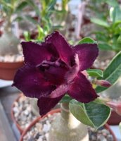 Adenium obesum Purple Royal gepfr.