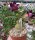 Adenium obesum Purple Royal gepfr.