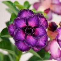 Adenium obesum Purple Amber gepfr.