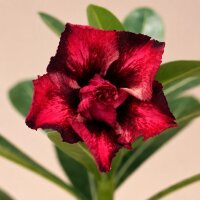 Adenium obesum Jhwala gepfr.