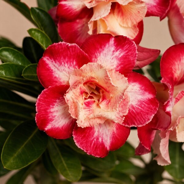 Adenium obesum Raspberry Ripple gepfr.