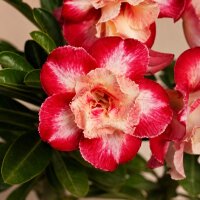 Adenium obesum Raspberry Ripple gepfr.