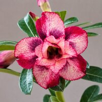 Adenium obesum Regal gepfr.