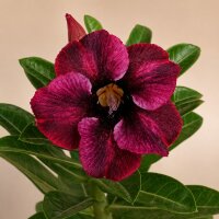 Adenium obesum Volaris gepfr.