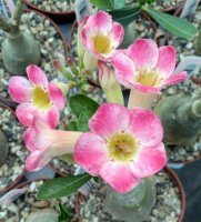 Adenium obesum Scarlet Kiss gepfr.