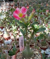 Adenium obesum Scarlet Kiss gepfr.