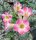 Adenium obesum Scarlet Kiss gepfr.