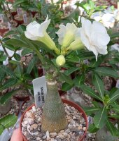 Adenium obesum Snow Drift gepfr.
