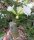 Adenium obesum Snow Drift gepfr.