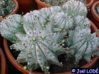 Euphorbia horrida v. noorsveldensis