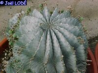 Euphorbia horrida v. noorsveldensis