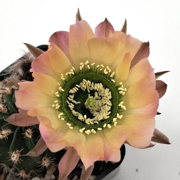 Lobivia jajoiana Hybr. - Blüte: gelb rosa mit grünem Schlund