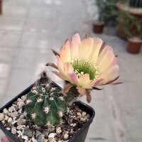 Lobivia jajoiana Hybr. - Blüte: gelb rosa mit grünem Schlund