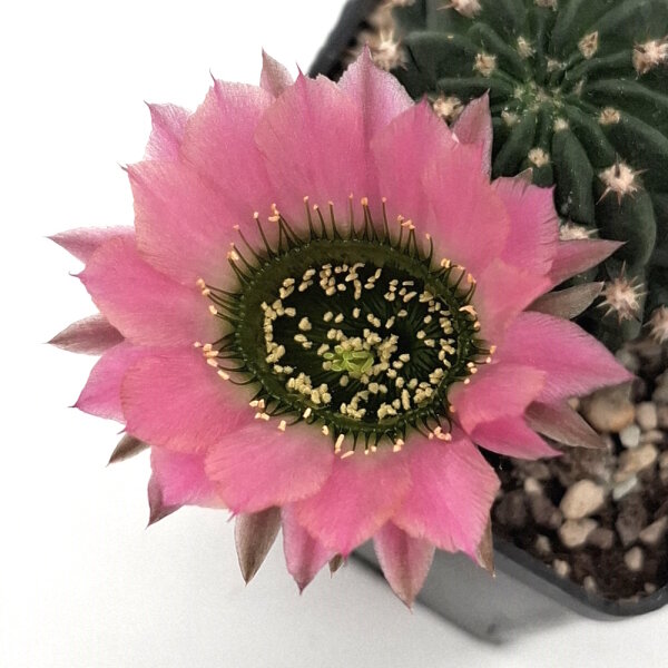 Lobivia jajoiana Hybr. - Blüte: rosa mit grünem Schlund