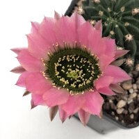 Lobivia jajoiana Hybr. - Blüte: rosa mit grünem...