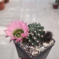 Lobivia jajoiana Hybr. - Blüte: rosa mit grünem...
