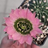 Lobivia jajoiana Hybr. - Blüte: rosa mit grünem Schlund