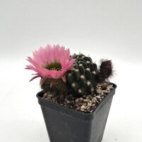 Lobivia jajoiana Hybr. - Blüte: rosa mit grünem Schlund