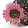 Lobivia jajoiana Hybr. - Blüte: rosa mit grünem Schlund