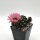 Lobivia jajoiana Hybr. - Blüte: rosa mit grünem Schlund