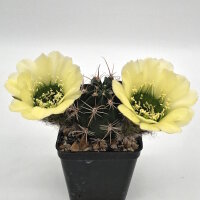 Lobivia jajoiana Hybr. - Blüte gelb mit grünem...