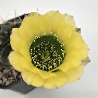 Lobivia jajoiana Hybr. - Blüte gelb mit grünem...