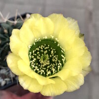 Lobivia jajoiana Hybr. - Blüte gelb mit grünem Schlund